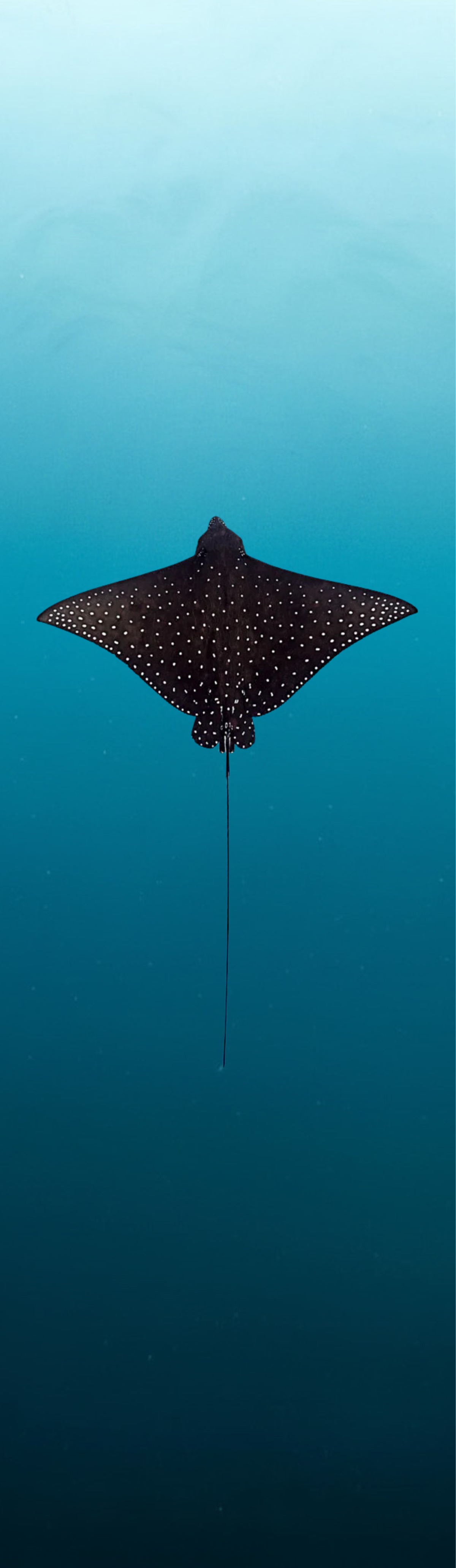 Eagle Ray | Fin Bag