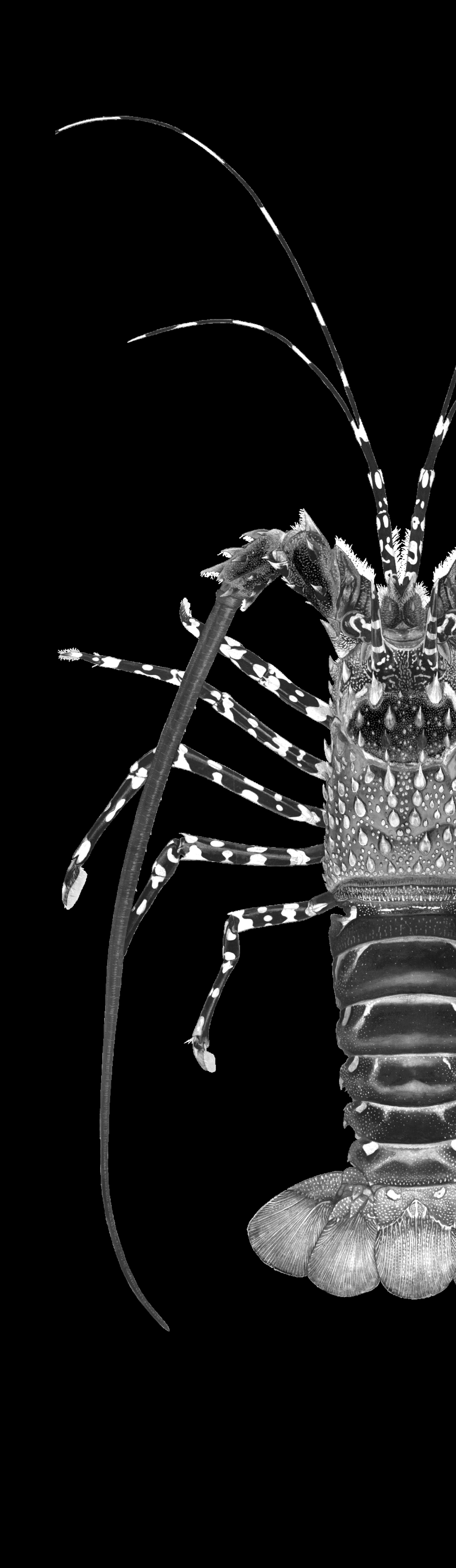 Ornate Crayfish | Fin Bag