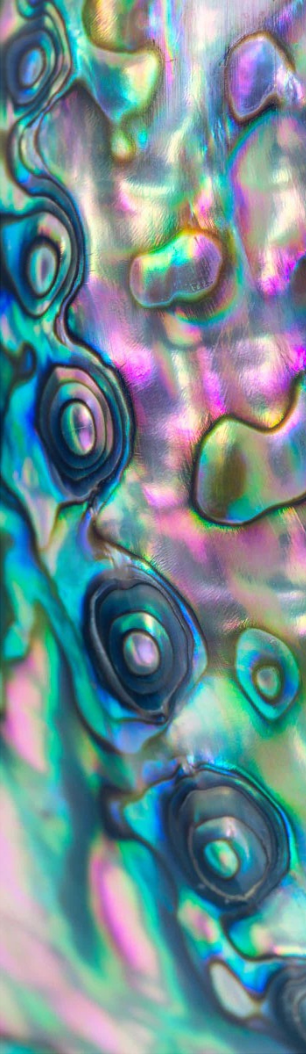 Abalone Dreams | Fin Bag