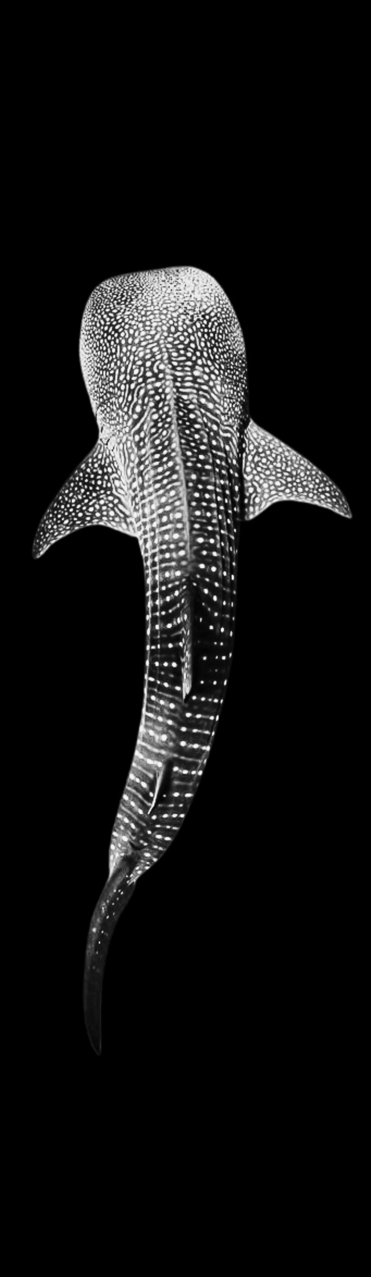 Whale Shark | Fin Bag